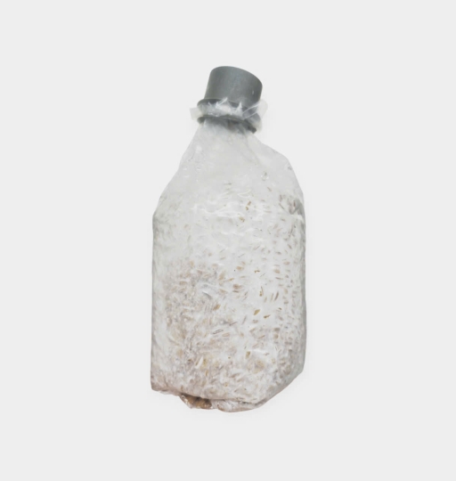 Meo Nấm Bào Ngư Xám